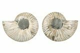 Cut & Polished Ammonite Fossil - Madagascar #379069-1